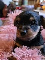 Blair, a female Yorkshire Terrier for sale in Jarratt, VA – 10 of 10