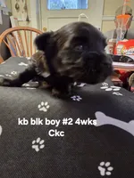 Enzo, a male Yorkshire Terrier for sale in Jarratt, VA – 6 of 7