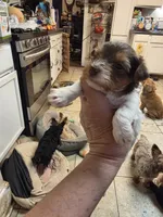 Darcy , a female Yorkshire Terrier for sale in Jarratt, VA – 4 of 8