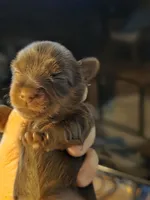 Coco's Chocolate Female Yorkie Akc, a female Yorkshire Terrier for sale in Jarratt, VA – 2 of 4