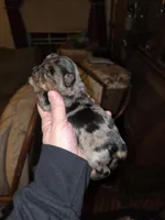 Angel, a female Yorkshire Terrier for sale in Jarratt, VA – Photo 2 of 5