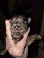 Angel, a female Yorkshire Terrier for sale in Jarratt, VA – Photo 4 of 5