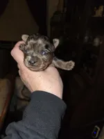 Angel, a female Yorkshire Terrier for sale in Jarratt, VA – Photo 3 of 5