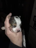 Amelia , a female Yorkshire Terrier for sale in Jarratt, VA – Photo 1 of 4