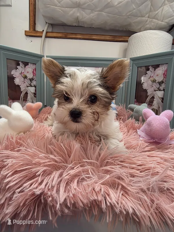 Amelia  – Yorkshire Terrier puppy for sale in Jarratt, VA