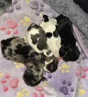 Amelia , a female Yorkshire Terrier for sale in Jarratt, VA – Photo 4 of 4