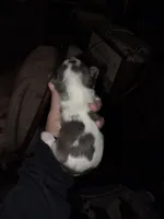 Amelia , a female Yorkshire Terrier for sale in Jarratt, VA – Photo 2 of 4