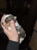 Amelia , a female Yorkshire Terrier for sale in Jarratt, VA – Photo 3 of 4