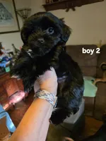 Elliott , a male Yorkshire Terrier for sale in Jarratt, VA – 3 of 10