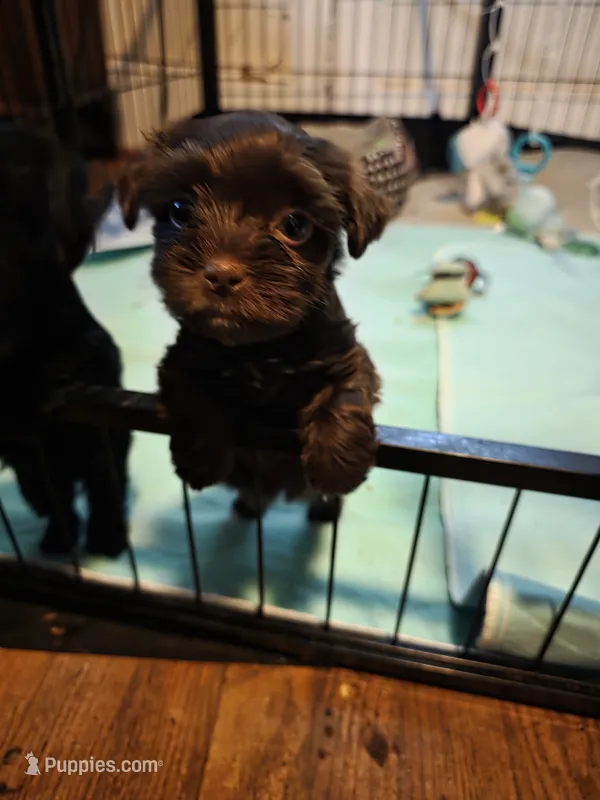 Elvira  – Yorkshire Terrier puppy for sale in Jarratt, VA