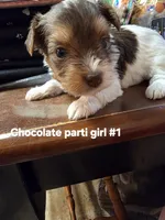 Darcy , a female Yorkshire Terrier for sale in Jarratt, VA – 3 of 8
