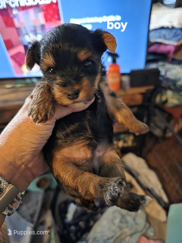 Felix – Yorkshire Terrier puppy for sale in Jarratt, VA