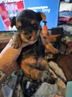 Felix, a male Yorkshire Terrier for sale in Jarratt, VA – 1 of 10