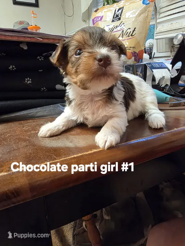 Darcy  – Yorkshire Terrier puppy for sale in Jarratt, VA