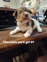 Darcy , a female Yorkshire Terrier for sale in Jarratt, VA – 1 of 8