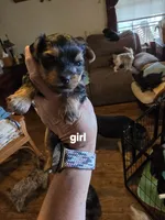 Fiona, a female Yorkshire Terrier for sale in Jarratt, VA – 5 of 9