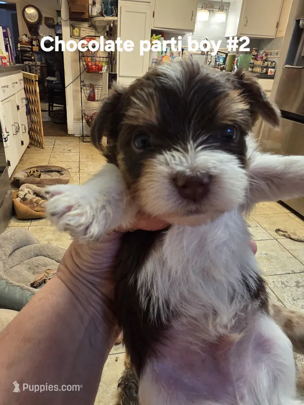 Dexter – Yorkshire Terrier puppy for sale in Jarratt, VA
