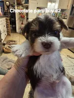 Dexter, a male Yorkshire Terrier for sale in Jarratt, VA – 1 of 9