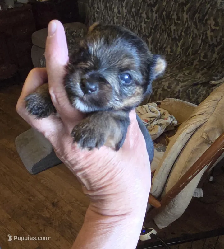 Cash – Yorkshire Terrier puppy for sale in Jarratt, VA