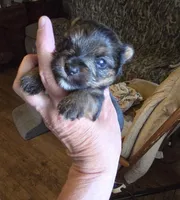 Cash, a male Yorkshire Terrier for sale in Jarratt, VA – 4 of 10