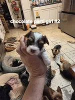 Delilah , a female Yorkshire Terrier for sale in Jarratt, VA – 3 of 7
