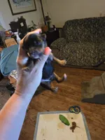 Felix , a male Yorkshire Terrier for sale in Jarratt, VA – 5 of 6