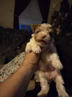 Cianna , a female Yorkshire Terrier for sale in Jarratt, VA – 2 of 10