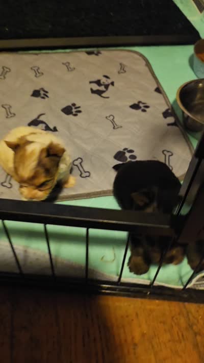Cianna , a female Yorkshire Terrier for sale in Jarratt, VA – 10 of 10