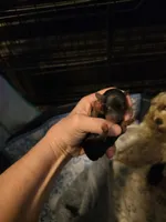 Blair, a female Yorkshire Terrier for sale in Jarratt, VA – Photo 3 of 5