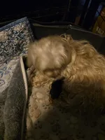 Blair, a female Yorkshire Terrier for sale in Jarratt, VA – Photo 5 of 5