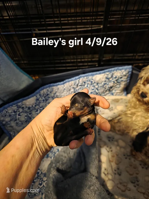 Blair – Yorkshire Terrier puppy for sale in Jarratt, VA