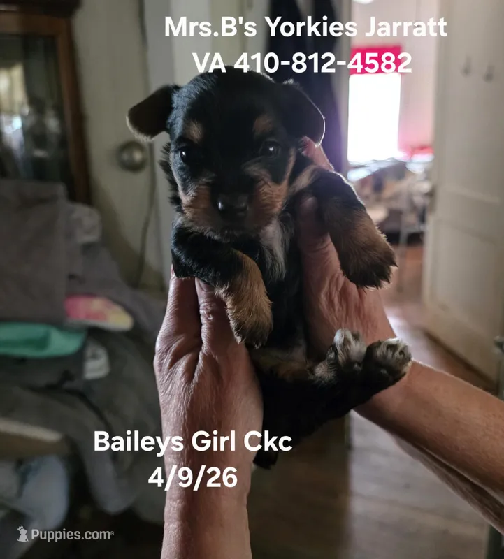 Blair – Yorkshire Terrier puppy for sale in Jarratt, VA