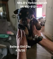 Blair, a female Yorkshire Terrier for sale in Jarratt, VA – 2 of 10