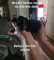 Blair, a female Yorkshire Terrier for sale in Jarratt, VA – 3 of 10