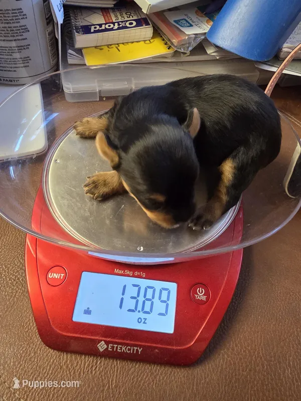 Blair – Yorkshire Terrier puppy for sale in Jarratt, VA