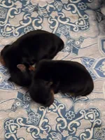 Blair, a female Yorkshire Terrier for sale in Jarratt, VA – Photo 2 of 5