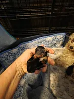 Blair, a female Yorkshire Terrier for sale in Jarratt, VA – Photo 4 of 5