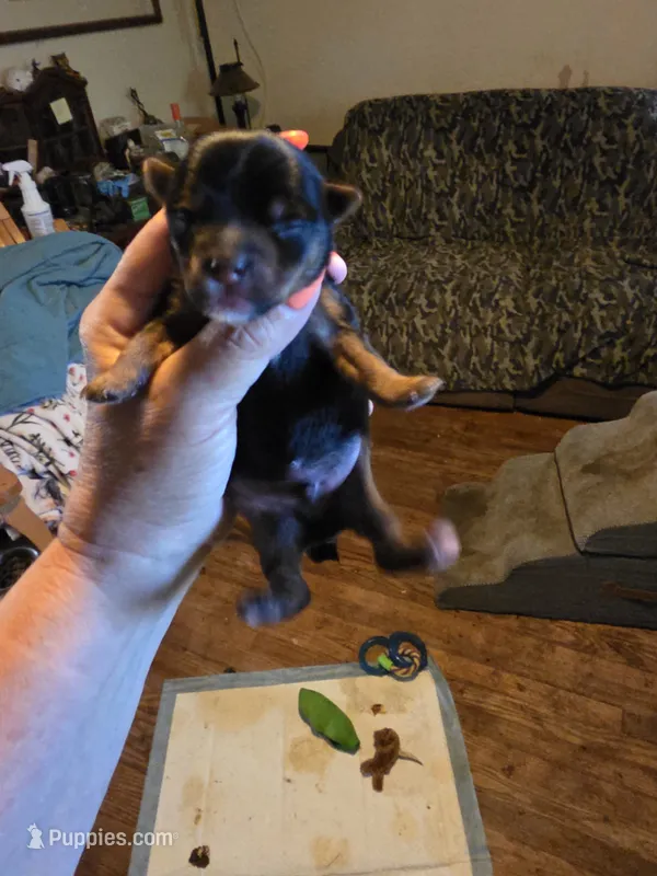 Felix  – Yorkshire Terrier puppy for sale in Jarratt, VA