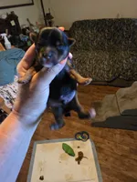 Felix , a male Yorkshire Terrier for sale in Jarratt, VA – 1 of 6