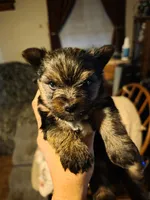 Cash, a male Yorkshire Terrier for sale in Jarratt, VA – 2 of 10
