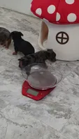Traditional male Yorkie CKC, a male Yorkshire Terrier for sale in Jarratt, VA – 3 of 6