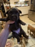 Elvira , a female Yorkshire Terrier for sale in Jarratt, VA – 10 of 10