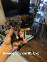 Traditional girl #5, a female Yorkshire Terrier for sale in Jarratt, VA – 4 of 4
