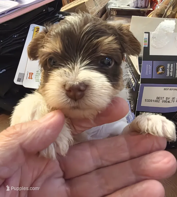 Dexter – Yorkshire Terrier puppy for sale in Jarratt, VA