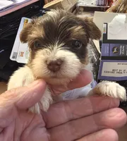 Dexter, a male Yorkshire Terrier for sale in Jarratt, VA – 4 of 9