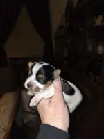 Ariel , a female Yorkshire Terrier for sale in Jarratt, VA – Photo 3 of 6