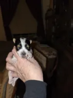 Ariel , a female Yorkshire Terrier for sale in Jarratt, VA – Photo 2 of 6