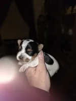 Ariel , a female Yorkshire Terrier for sale in Jarratt, VA – Photo 5 of 6