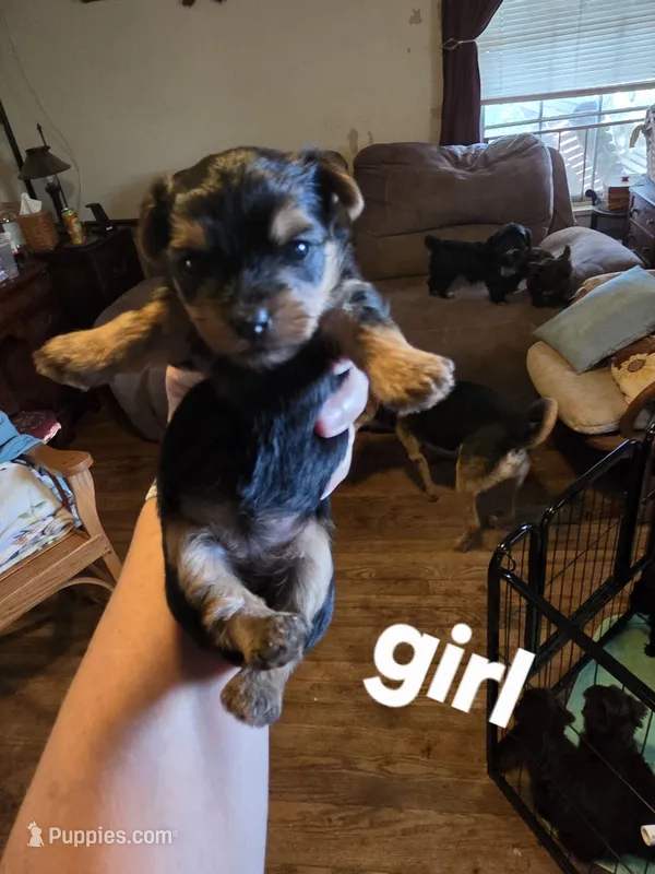 Fiona – Yorkshire Terrier puppy for sale in Jarratt, VA