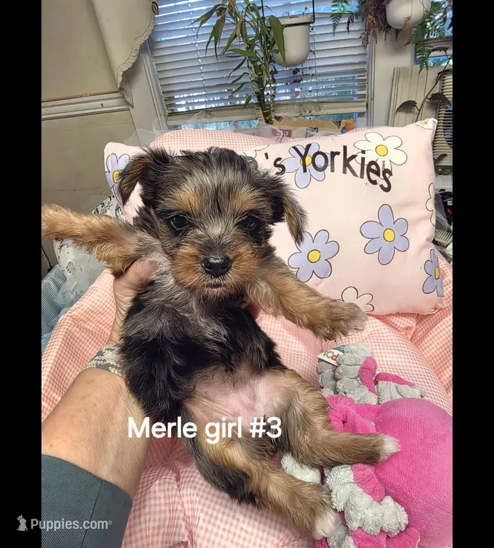 Merle girl #3 – Yorkshire Terrier puppy for sale in Jarratt, VA